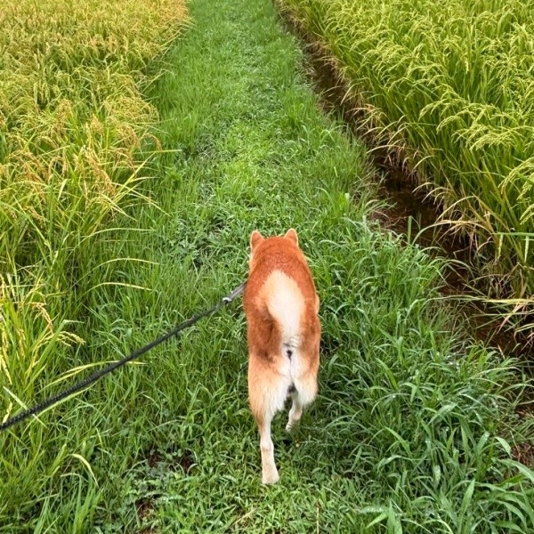 田んぼの間の歩道を散歩するティーくん（画像提供：柴犬ティーくん＆パパさん）