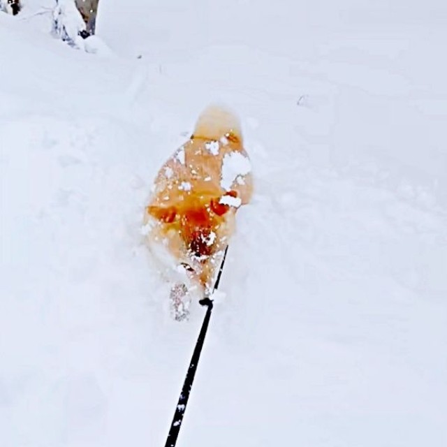 足跡ひとつ無い一面の銀世界に足を踏み入れたムギちゃん（画像提供：柴犬ムギさん）