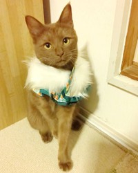 美人のモデルさんみたいでしょ