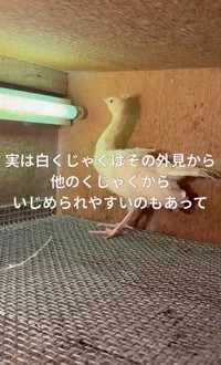 外見の違いでいじめられやすいという／長崎県川棚町公式アカウント（@kawatana_official）提供