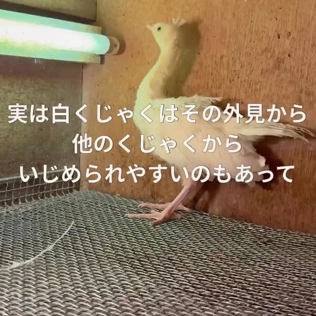 外見の違いでいじめられやすいという／長崎県川棚町公式アカウント（@kawatana_official）提供