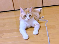 「遊んで」紐をもってきたのんちゃん（画像提供：のんちゃんさん）