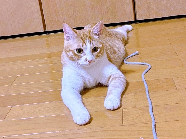 「遊んで」紐をもってきたのんちゃん（画像提供：のんちゃんさん）