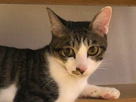 冬の公園、ビニール袋で捨てられていた子猫　猫好き夫婦のもとへ