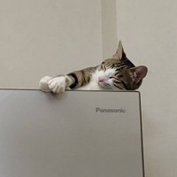 冷蔵庫の上でうとうと、気持ちよさそうに眠る