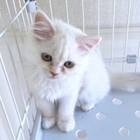 お迎え直後、ケージの中で佇むモナカちゃん（画像提供：“モナカ“ スコティッシュたち耳さん）