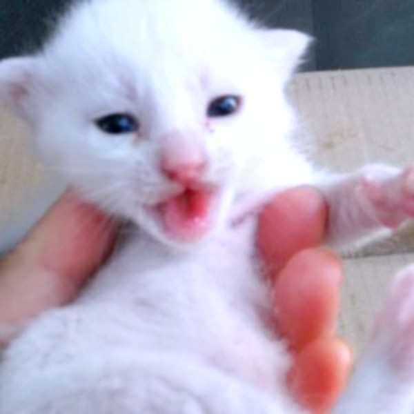 キトンブルーの瞳が愛らしいシンちゃん（画像提供：バニラさん）