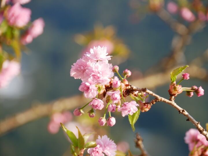 桜が散ったら、私は髪を切る。いじめの記憶を切り落とすように | かがみよかがみ