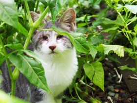 路地でクルクル回っていた全盲の子猫　あるがままの自分を生きる