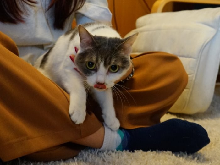 家にきてすぐ、小春に猫パンチされた墨花
「あたしずっと覚えてるからー」