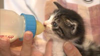犬猫の赤ちゃんを預かる「ミルクボランティア」って？　殺処分数の減少へ県が随時募集　香川