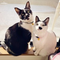 陽を浴びて心地良さそうなクロくん（左）とシロちゃん（右）（画像提供：ぶち猫のシロとクロさん）
