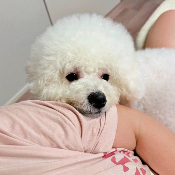 飼い主さんの腕にアゴをのせてくつろぐパウロちゃん（画像提供：羊みたいな犬とわたあめ犬さん）
