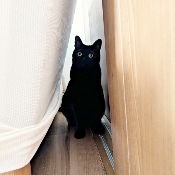 来客にびっくり！ 家具の後ろに隠れたクロちゃん（画像提供：ぺぺ太さん）