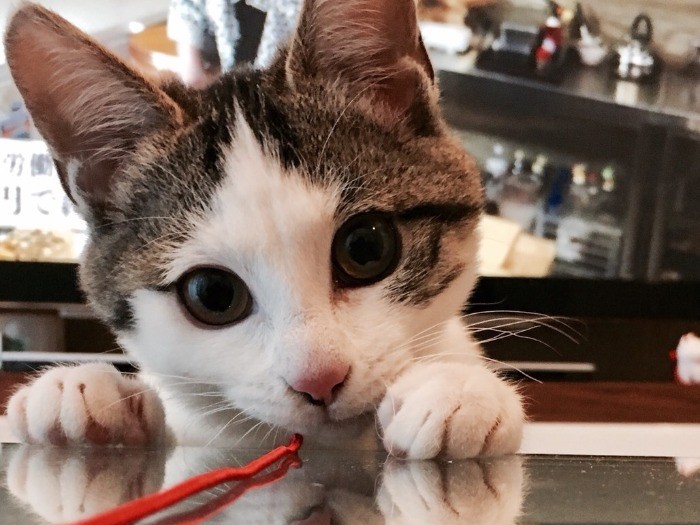 シッピ、お姉さんらしくなったね(大森直撮影)