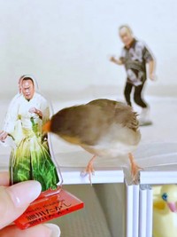 次の瞬間、「白菜たかし」をついばみはじめたキンカチョウの「しめじ」ちゃん（画像提供：ハクサイーヌ（固定）@レタスの飼い主さん）