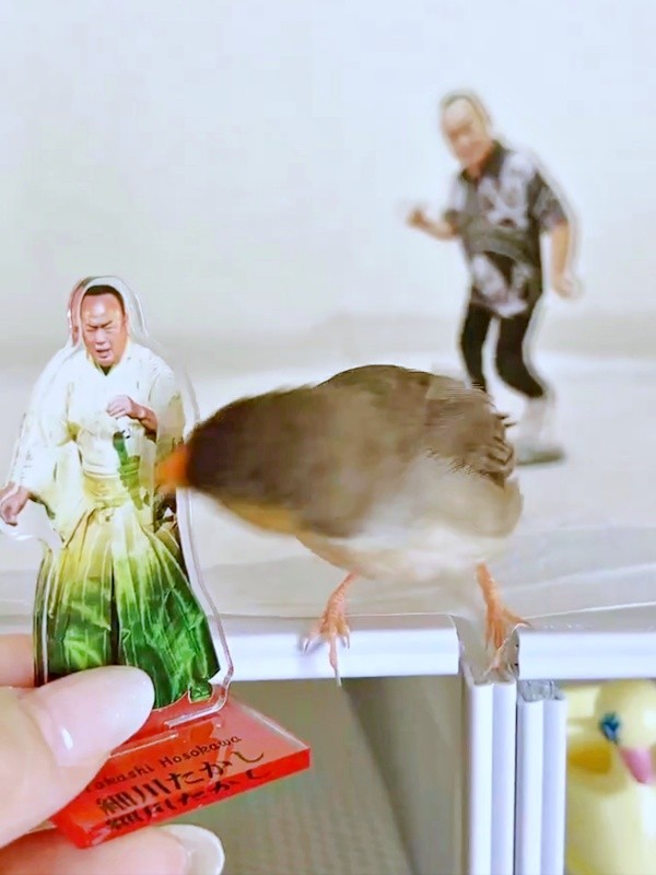 次の瞬間、「白菜たかし」をついばみはじめたキンカチョウの「しめじ」ちゃん（画像提供：ハクサイーヌ（固定）@レタスの飼い主さん）