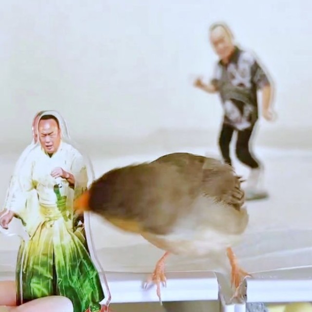 次の瞬間、「白菜たかし」をついばみはじめたキンカチョウの「しめじ」ちゃん（画像提供：ハクサイーヌ（固定）@レタスの飼い主さん）