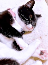 安心してすやすや眠る桜猫ちゃん（画像提供：アズエスミさん）
