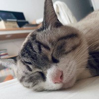 安心して眠る寝顔を見るだけで癒される