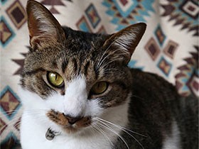 眠たくなったら人の耳をチュッチュするよ　保護猫の「ルイ」