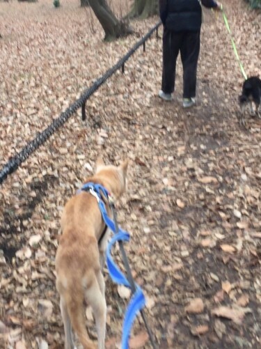 チョコ待って～