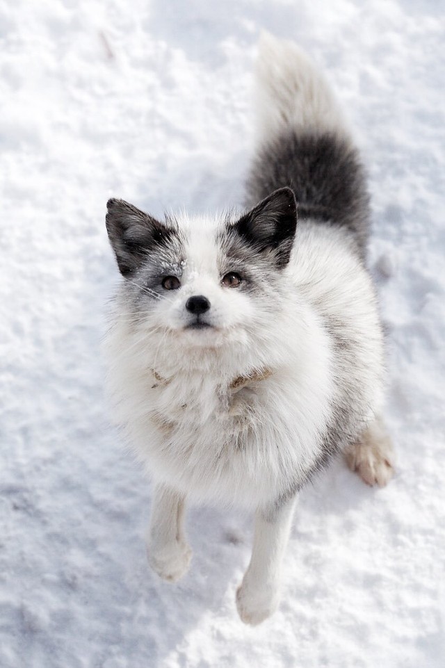 正面からプラチナキツネの一枚（提供：狐仙人乃弟子 トコノオルタさん）