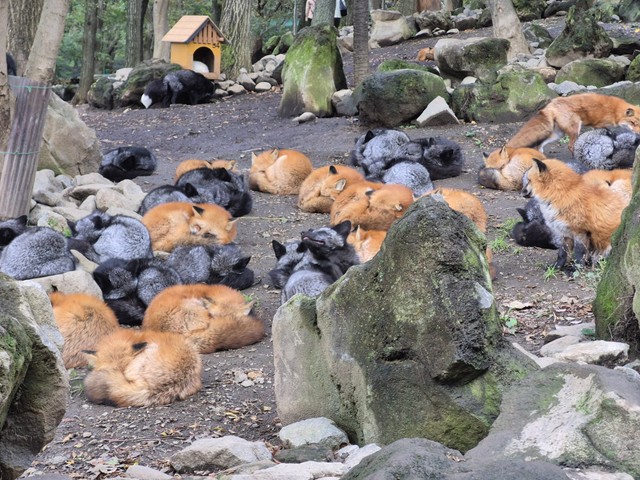 寒い日は日の当たるところに集合