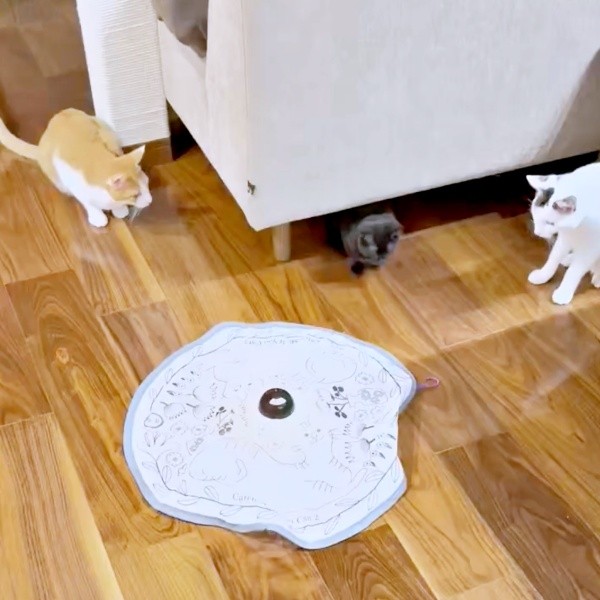 猫用の電動おもちゃを見つめる（左から）幸ちゃん、乃愛ちゃん、鈴ちゃん（画像提供：桃丸さん）