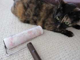 猫２匹のお風呂　なんと、夫が一人で入れると言い出した！