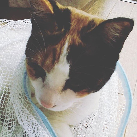 洗濯ネットに入る練習をしてみた