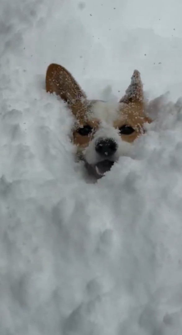 笑顔で埋もれています（画像提供：きなこ @ 北海道コーギーさん）