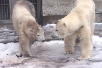 モモと豪太（20250317撮影）