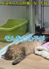 ペットショップでは一人ぼっちのお部屋で過ごしていたという（ぷんちゃんの飼い主さん提供、Instagramよりキャプチャ撮影）