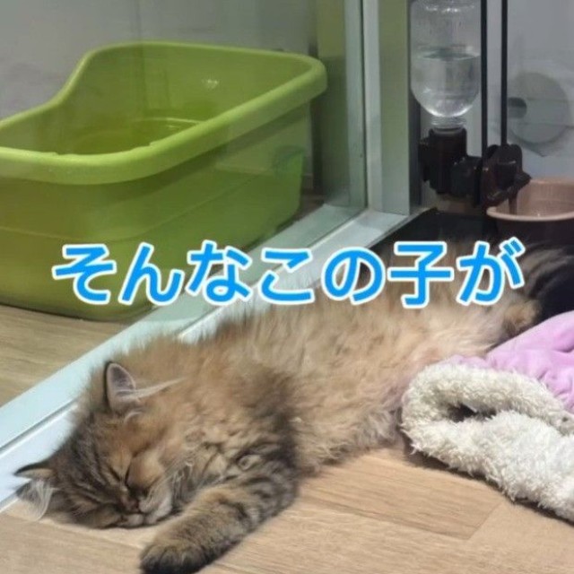 ペットショップでは一人ぼっちのお部屋で過ごしていたという（ぷんちゃんの飼い主さん提供、Instagramよりキャプチャ撮影）