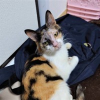 少しだけ毛が生えてきたイズちゃん。眉毛はまだです