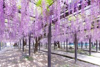豊田熊野記念公園の長藤