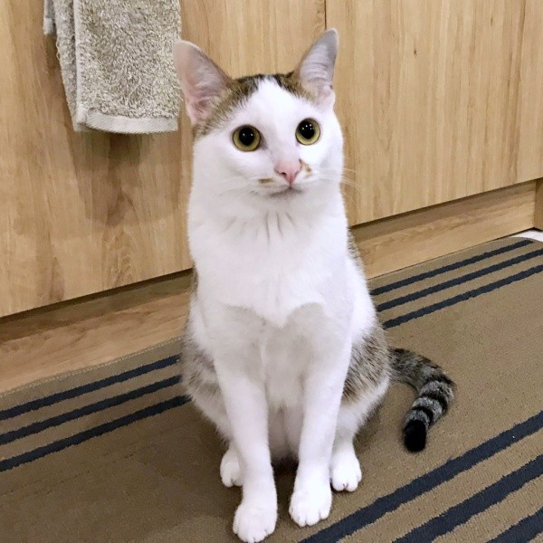 一緒に暮らし始めて1年、すくすく成長したマルちゃん（画像提供：越南猫の日本暮らしさん）