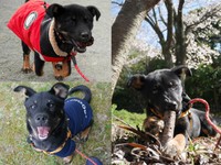 お散歩に行き始めた頃