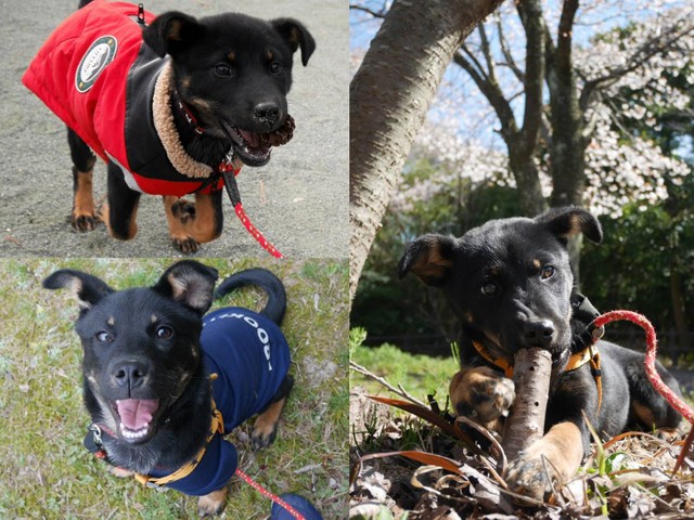 お散歩に行き始めた頃