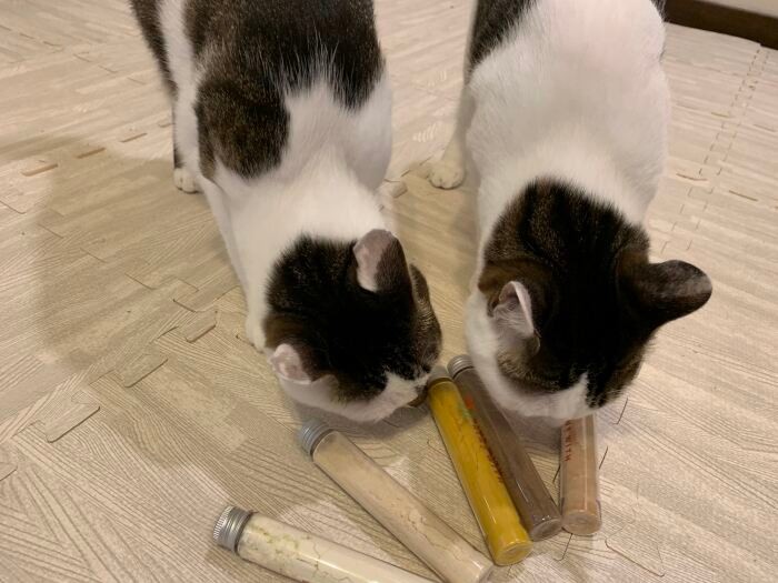 ペットのためのブランドKINS WITHは犬猫の腸内フローラを事前に調べ、それぞれに合った乳酸菌を摂ることができるそうです。これも日本からのお土産。「５つのフレーバーがあるニャ」（晴美さん提供）