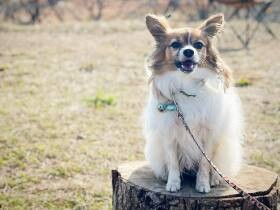 自然を感じられて気持ちいいね　新しいお散歩スポットを満喫したパピヨン「カイ」