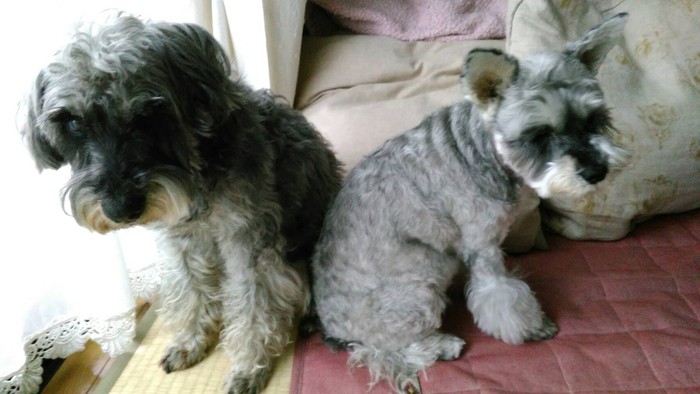 犬はかけがえのない家族（大野さん提供）