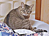 「病院連れて行きましたね」飼い主さんをじっと見つめるさくらちゃん（画像提供：どっちさん）