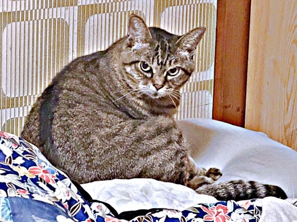 「病院連れて行きましたね」飼い主さんをじっと見つめるさくらちゃん（画像提供：どっちさん）