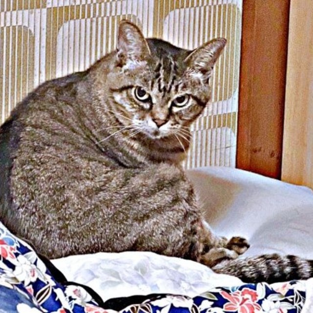 「病院連れて行きましたね」飼い主さんをじっと見つめるさくらちゃん（画像提供：どっちさん）