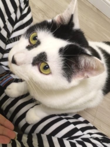 以前はおやつだよと言っても警戒しながら出てきたが、今はニャオー、くれーとねだるようになった
