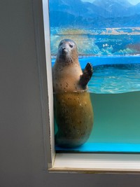 「ねぇねぇ、遊ぼうよ！」（提供：サンピアザ水族館）