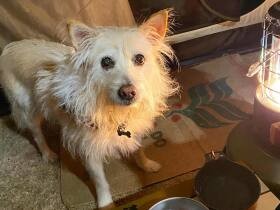 やさしい犬の女の子「こはる」　薮から現れた子猫と鼻チューでご挨拶