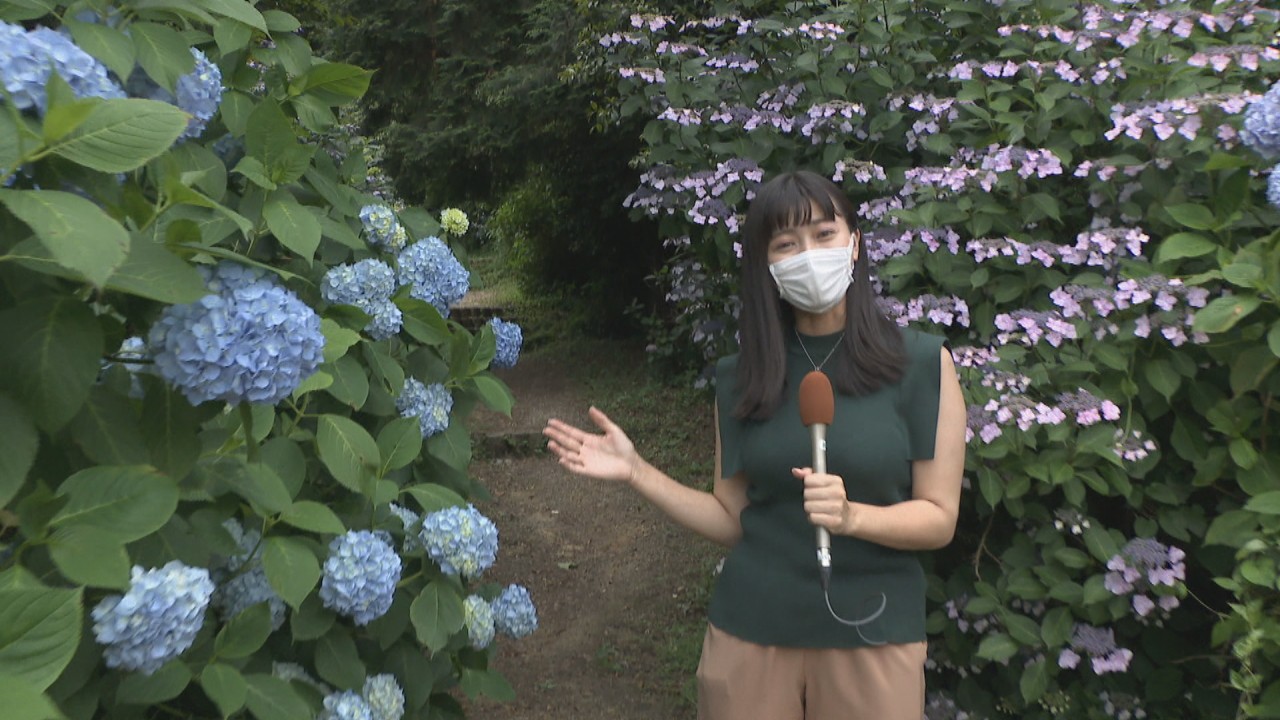 梅雨の風物詩 アジサイ 約3000株が見頃 香川県観音寺市 粟井神社 Ksbニュース Ksb瀬戸内海放送